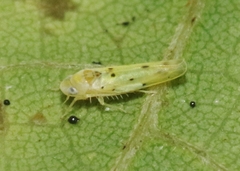 Idona minuenda