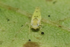 Idona minuenda