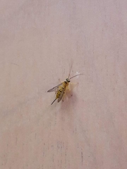 Xanthopimpla punctata