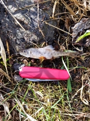 Percopsis omiscomaycus