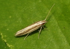 Asymphorodes triaula