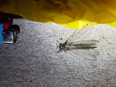 Acanthaclisini