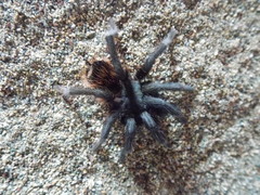 Dugesiella anitahoffmannae