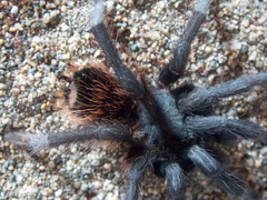 Dugesiella anitahoffmannae