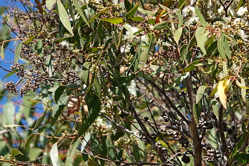 Image of White Stringybark (Eucalyptus globoidea) by (c) Max Campbell, some rights reserved (CC BY)