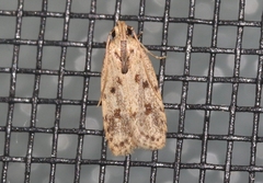 Stoeberhinus testaceus