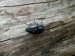 Chalcophora mariana