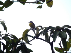 Coereba flaveola
