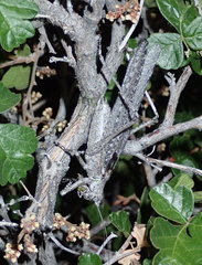 Capnobotes attenuatus