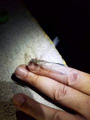 Acanthaclisini