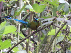 Momotus aequatorialis
