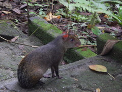 Dasyprocta punctata