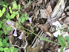 Penstemon brevisepalus