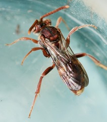 Nomada bethunei