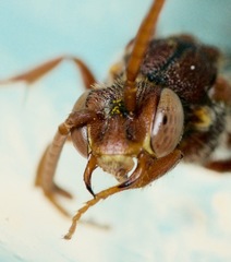 Nomada bethunei