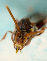 Nomada bethunei
