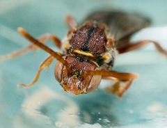 Nomada bethunei