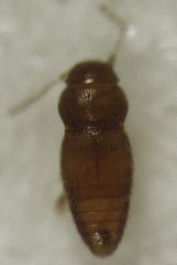 Ptinella taylorae