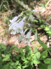 Penstemon brevisepalus