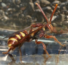 Nomada bethunei