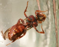 Nomada bethunei