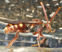 Nomada bethunei