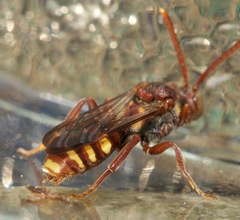 Nomada bethunei
