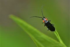 Rhagonycha lineola