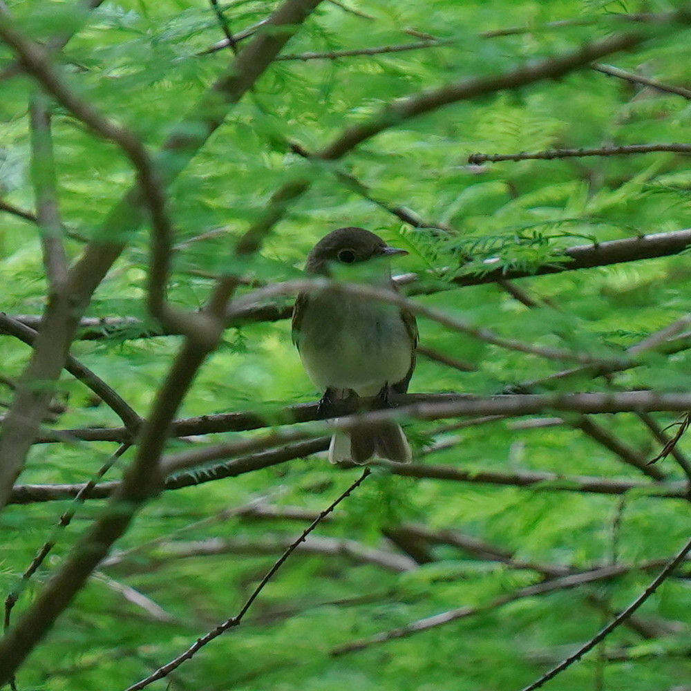 Acadian Flycatcher (Empidonax virescens)