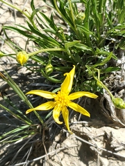 Stenotus armerioides