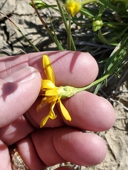 Stenotus armerioides