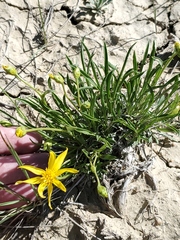 Stenotus armerioides