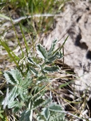 Potentilla effusa