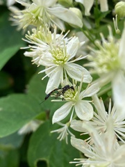 Gasteruption assectator