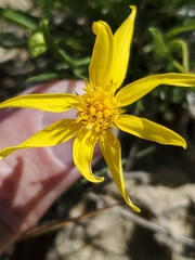 Stenotus armerioides