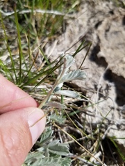 Potentilla effusa