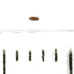 Ptinella taylorae