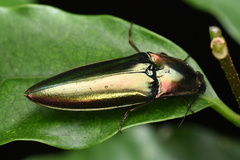 Campsosternus auratus