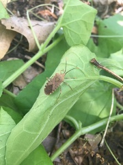 Anasa repetita
