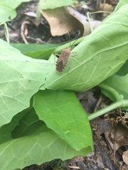 Anasa repetita