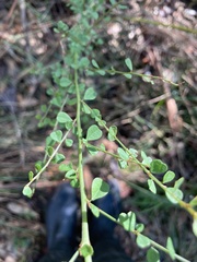 Bossiaea rhombifolia