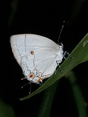 Iaspis andersoni