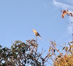 Psittacula krameri manillensis