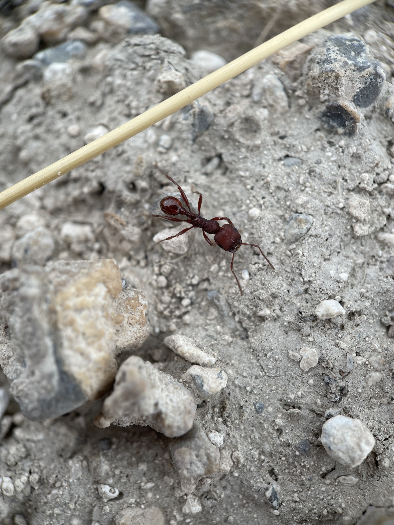 Veromessor lobognathus