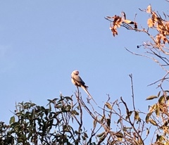 Psittacula krameri manillensis