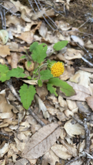 Arnica discoidea