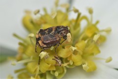 Valgus canaliculatus