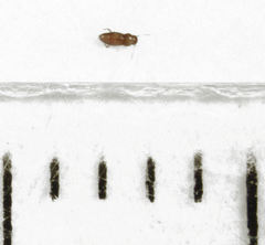 Ptinella taylorae