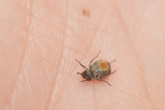 Valgus canaliculatus