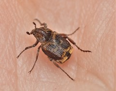 Valgus canaliculatus